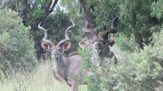 Hunting In South Africa Video This Is What Its Like [upl. by Carew362]