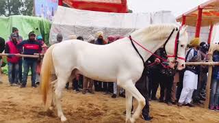 Indian Marwari Horse Breed Full Video [upl. by Eahsram]