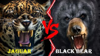 Jaguar VS Black Bear  Jaguar VS Black Bear Who Would Win [upl. by Ateuqahs]