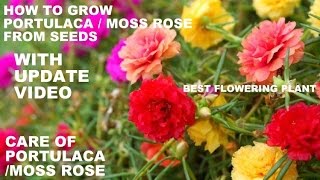 How to Grow Portulaca From SeedsWITH UPDATE VIDEO [upl. by Kiele]