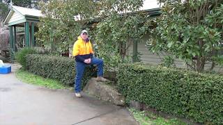 Little Gem Magnolia Pruning Advice by Jindabyne Nursery Monbulk [upl. by Mintz137]