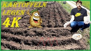 Vorgekeimte Kartoffeln im eigenen Garten legen setzenpflanzen  Videoanleitung  4K [upl. by Coulter]