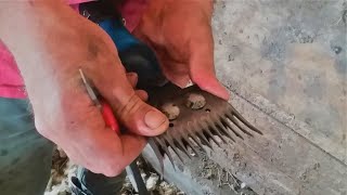 Setting Comb And Cutter For Shearing Sheep [upl. by Violet]