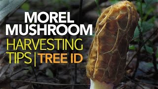 Morel Mushroom Harvesting Tips — Tree Identification [upl. by Hindu]