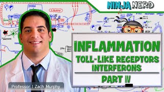 Immunology  Inflammation Toll Like Receptors and Interferons Part 4 [upl. by Audra]