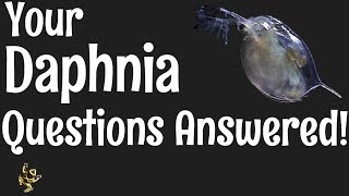 Daphnia Questions Answered [upl. by Amuwkuhc]