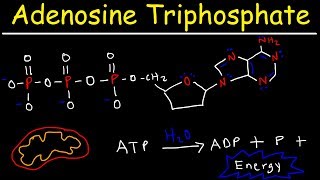 ATP  Adenosine Triphosphate  Cell Energy [upl. by Read596]