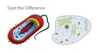 Eukaryotes and Prokaryotes [upl. by Avril4]