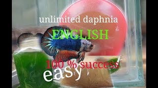 daphnia moina culture Easy way Unlimited production English  with sub Green water Chlorella [upl. by Bethina103]