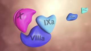 Coagulation Cascade Animation  Physiology of Hemostasis [upl. by Gilly659]