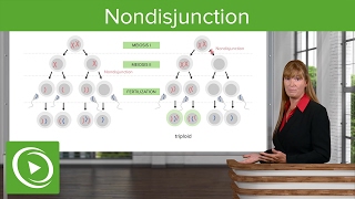 Nondisjunction Chromosomal Disorders amp Aneuploidies – Medical Genetics  Lecturio [upl. by Schargel847]