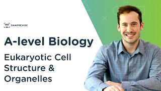 Eukaryotic Cell Structure amp Organelles  Alevel Biology  OCR AQA Edexcel [upl. by Annaierb]