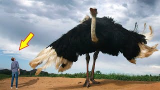 10 BIGGEST BIRDS In The World [upl. by Eibbor]