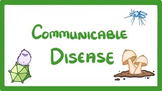 GCSE Biology  Communicable Disease 34 [upl. by Resarf147]