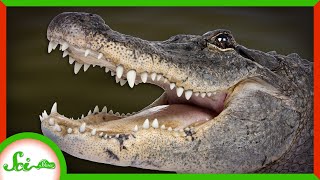 The Secret of Regeneration in Alligators [upl. by Kuo808]