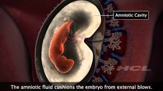 HCL Learning  Embryonic Development in Humans [upl. by Bully881]