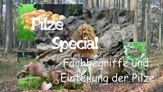 Pilze bestimmen Teil 3  Fachbegriffe und Einteilung der Pilze [upl. by Tuddor]