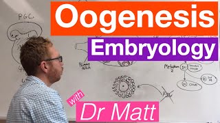 Oogenesis  Embryology [upl. by Nikos]