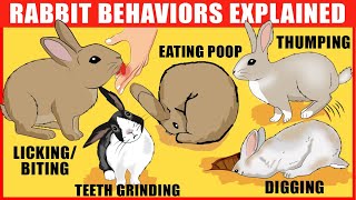 Rabbit Body Language Meaning Behind 15 Strangest Rabbit Behaviors  Rabbits JawDropping Facts [upl. by Anayrb]