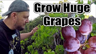 DO THIS To Your Grape Vines NOW If You Want To Grow The LARGEST Bunches Of Grapes [upl. by Merras]