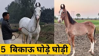 5 Marwari horses for sale [upl. by Yra]