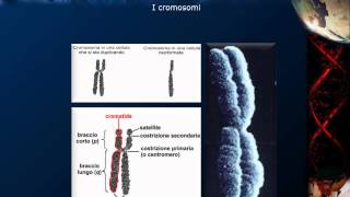 Citologia  Lezione 16 DNA e cromosomi [upl. by Noiroc799]