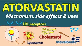 Atorvastatin  Mechanism side effects and uses [upl. by Aiceila343]