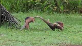 Anteaters Fight in the Wildwmv [upl. by Sonafets]