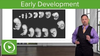 Embryology Introduction amp Early Stages  Lecturio [upl. by Htebazie]