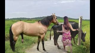 My sister training care her lovely horse in beginner 2021 [upl. by Ytoc]