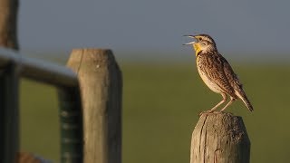 Listen to the Western Meadowlark singing [upl. by Devlin]