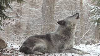 Wolfs Sweet Voice Inspires 50 Wolves to Howl [upl. by Leile]