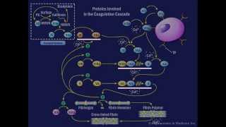 The Coagulation Cascade [upl. by Blodgett435]