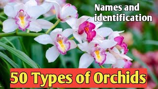 50 Types of Orchids  Names and Identification [upl. by Tessi]