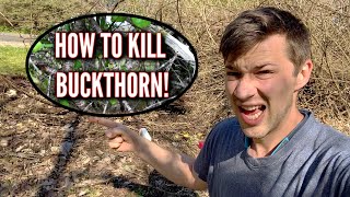 HOW TO KILL BUCKTHORN [upl. by Atinrev708]