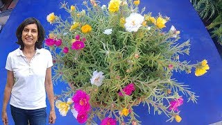 Bright portulaca flowers from seeds with updates [upl. by Morganica]