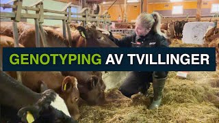 Genotyping av tvillinger [upl. by Olenolin]