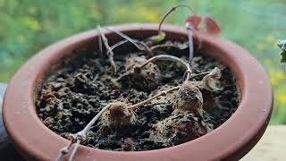 Ceropegia woodii  string of hearts  August 2024 [upl. by Savitt595]