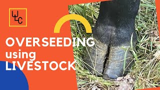 OVERSEEDING PASTURES using your livestock to get better stands [upl. by Akeemahs793]