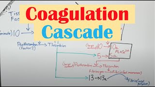 Coagulation Clotting Cascade and Secondary Hemostasis [upl. by Asli]