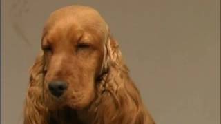 The Cocker Spaniel  Pet Dog Documentary [upl. by Mannie]