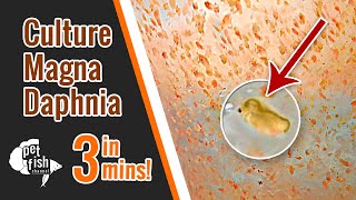 How to culture DAPHNIA MAGNA  The easy way [upl. by Atirac]