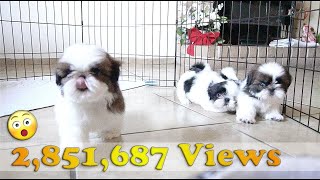 3 Adorable Shih Tzu Puppies  So playful [upl. by Ytsanyd]