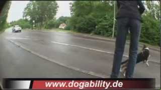 Hundetraining Autos jagender Hund [upl. by Arhoz]