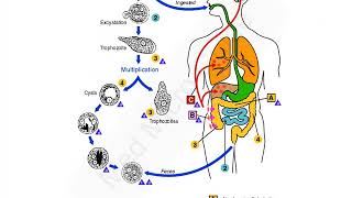 Entamoeba histolytica lecture [upl. by Donela]