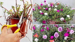 5 URGENT Things To Do On Portulaca NOW For HEAVY Flowering [upl. by Wilek]