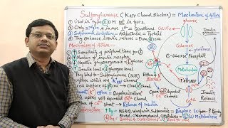 Diabetes Mellitus Part10 Mechanism of Action of Sulfonylurease  Antidiabetic Drugs  Diabetes [upl. by Ani768]