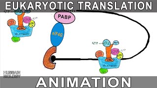 Eukaryotic Translation Animation [upl. by Meill]