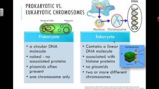 Prokaryotic vs Eukaryotic Chromosomes 2016 IB Biology [upl. by Ches830]