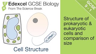 Edexcel GCSE Science and Biology  Cell Structure [upl. by Tterrab]